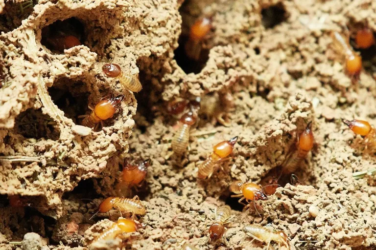 A picture of Termites