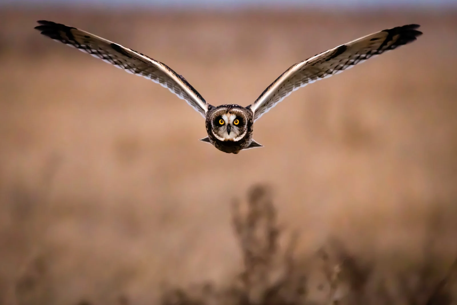 brown and white owl on brown tree branch during daytime