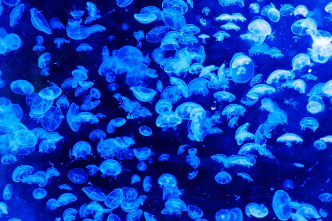 image of jellyfish