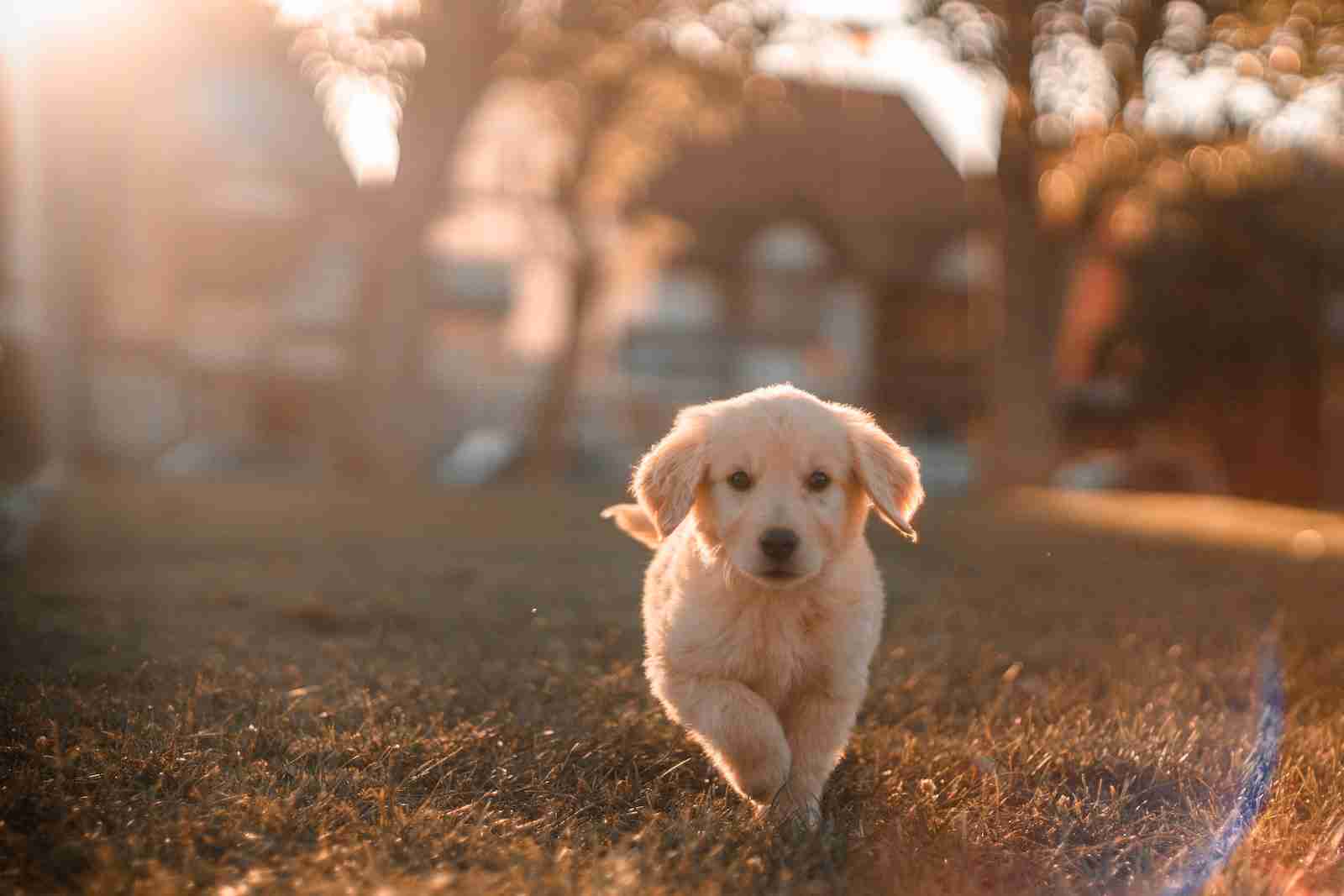 yellow Labrador puppy