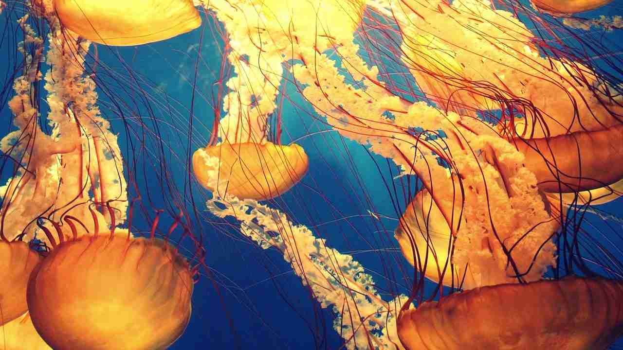 Image of yellow color jellyfish.