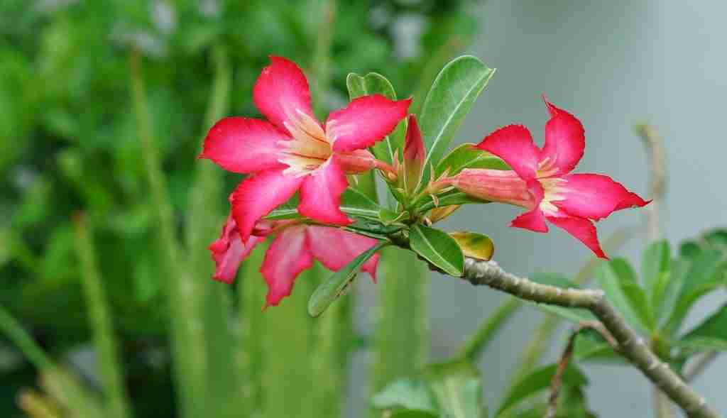 desert rose, mock azalea, impala lily
