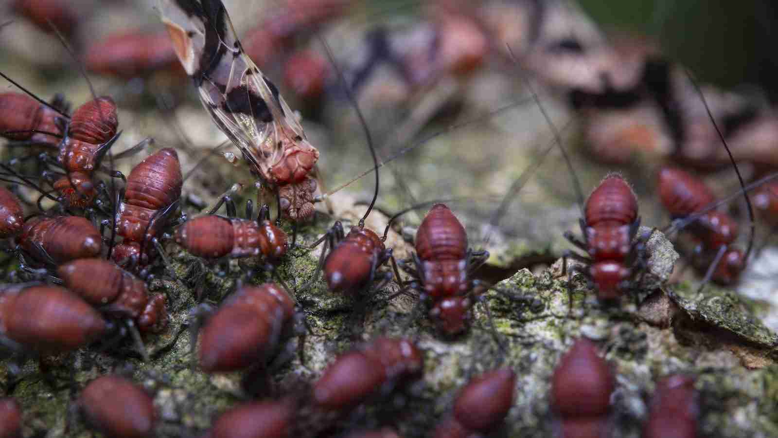 one of the facts about Termites is that the termite's population can grow up to 2 million.