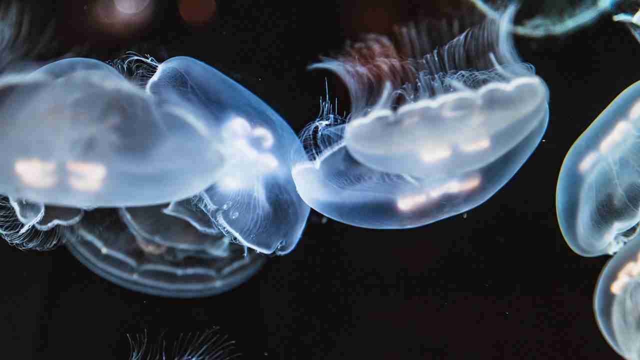 image of jellyfish