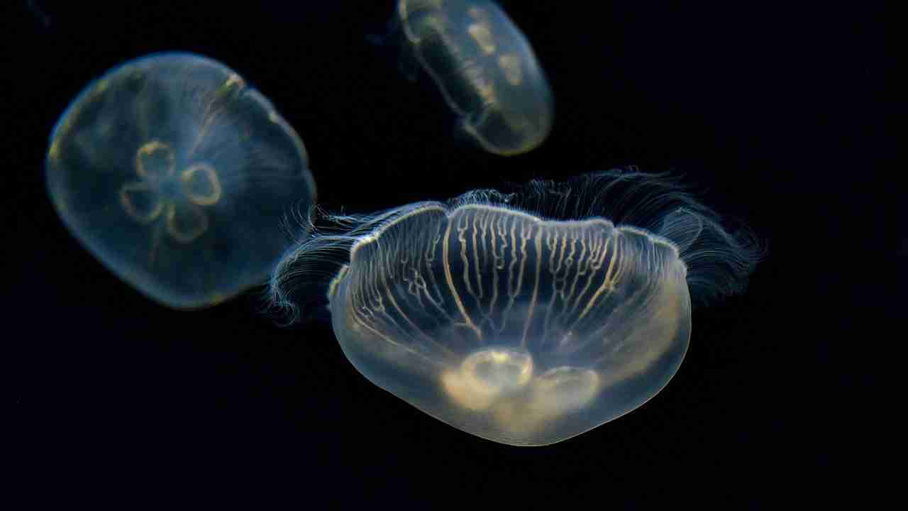 Fun facts about jellyfish : Image of jellyfish under water