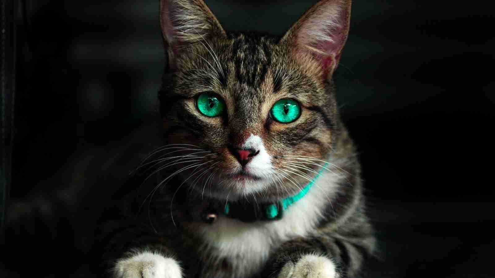 Brown Cat With Green Eyes