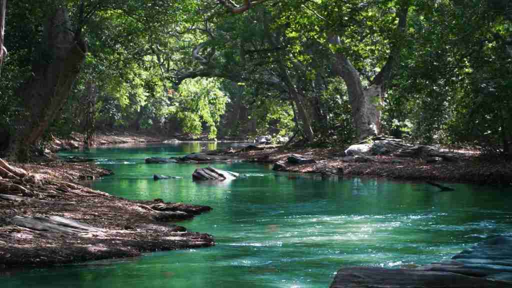 Amazon River Between Green Leaf Trees