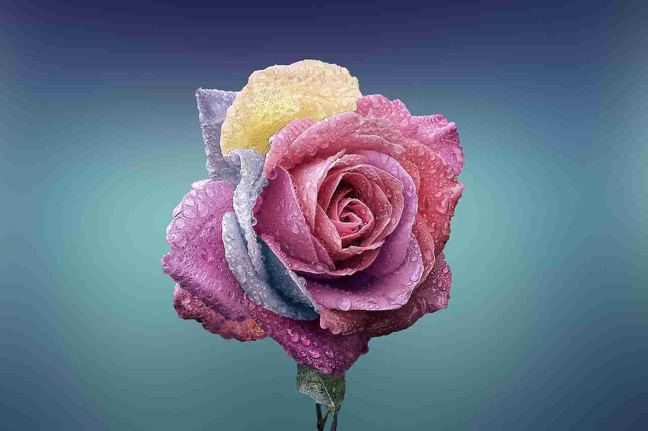 rose, flower