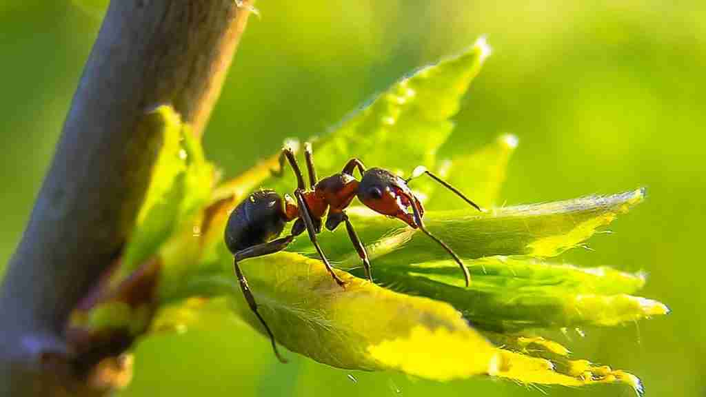 Amazing ant on a leaf