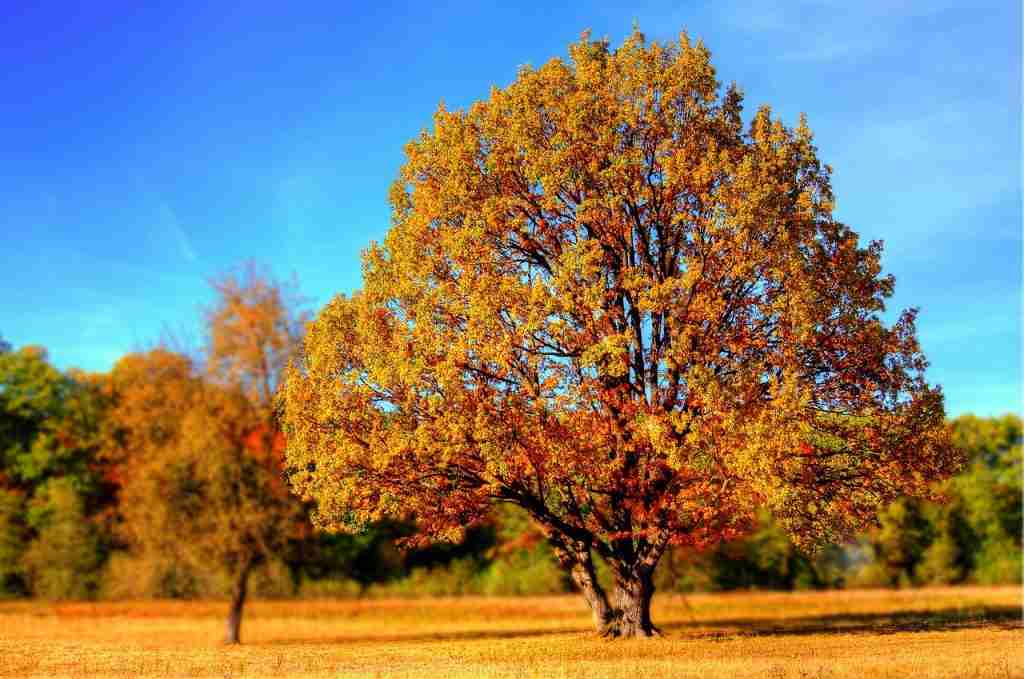 tree, park, autumn