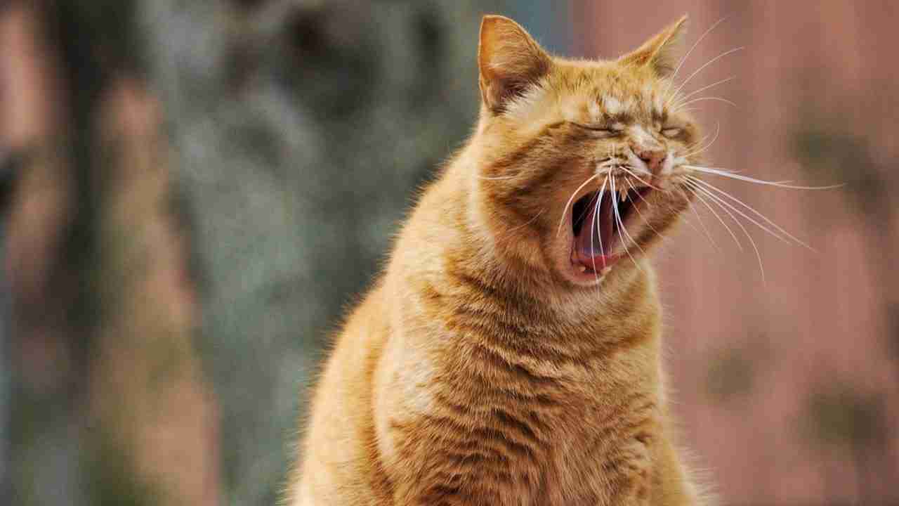 yawning is a universal behavior among animals. One of the universal facts about yawning.