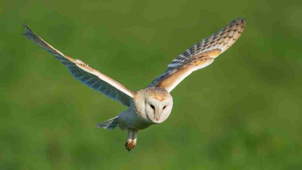 Facts about owls for kids : owl's feather acts as camouflage