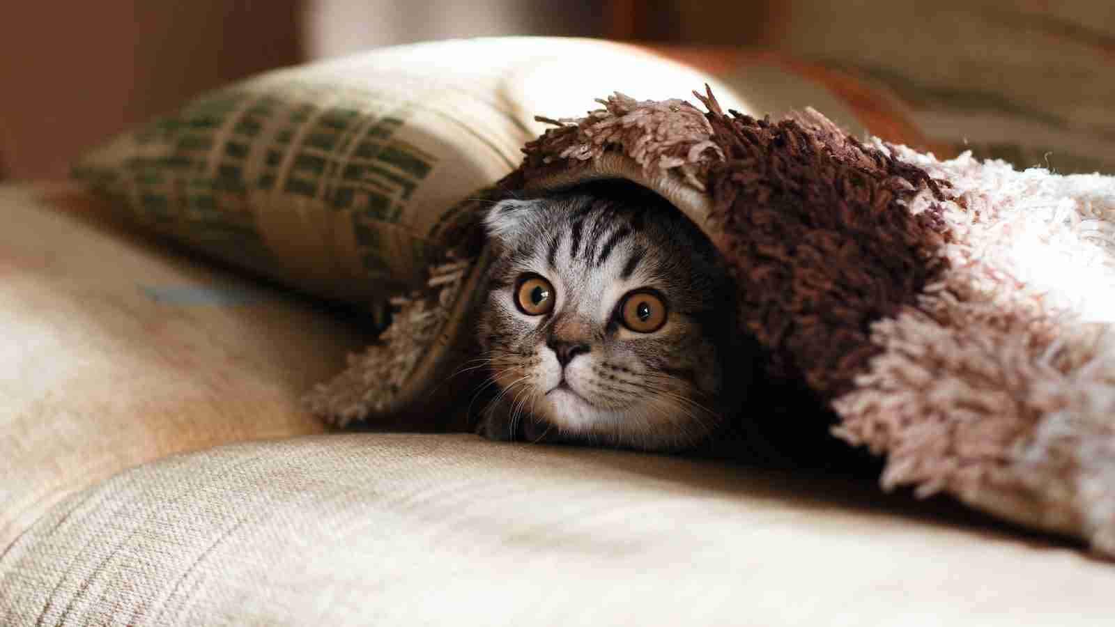 cat under a blanket : Fun facts about cats