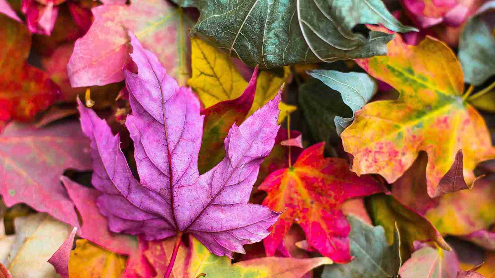 flat lay photography of purple and red leaves