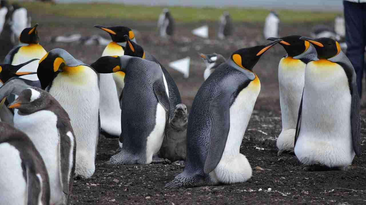 A group of penguins. Penguin is the favorite animal of Luke Hemmings making this a fun facts about Luke Hemmings.