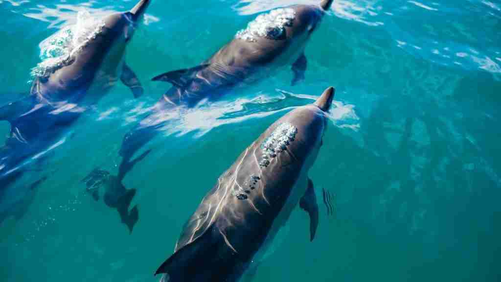 three dolphins swimming in body of water