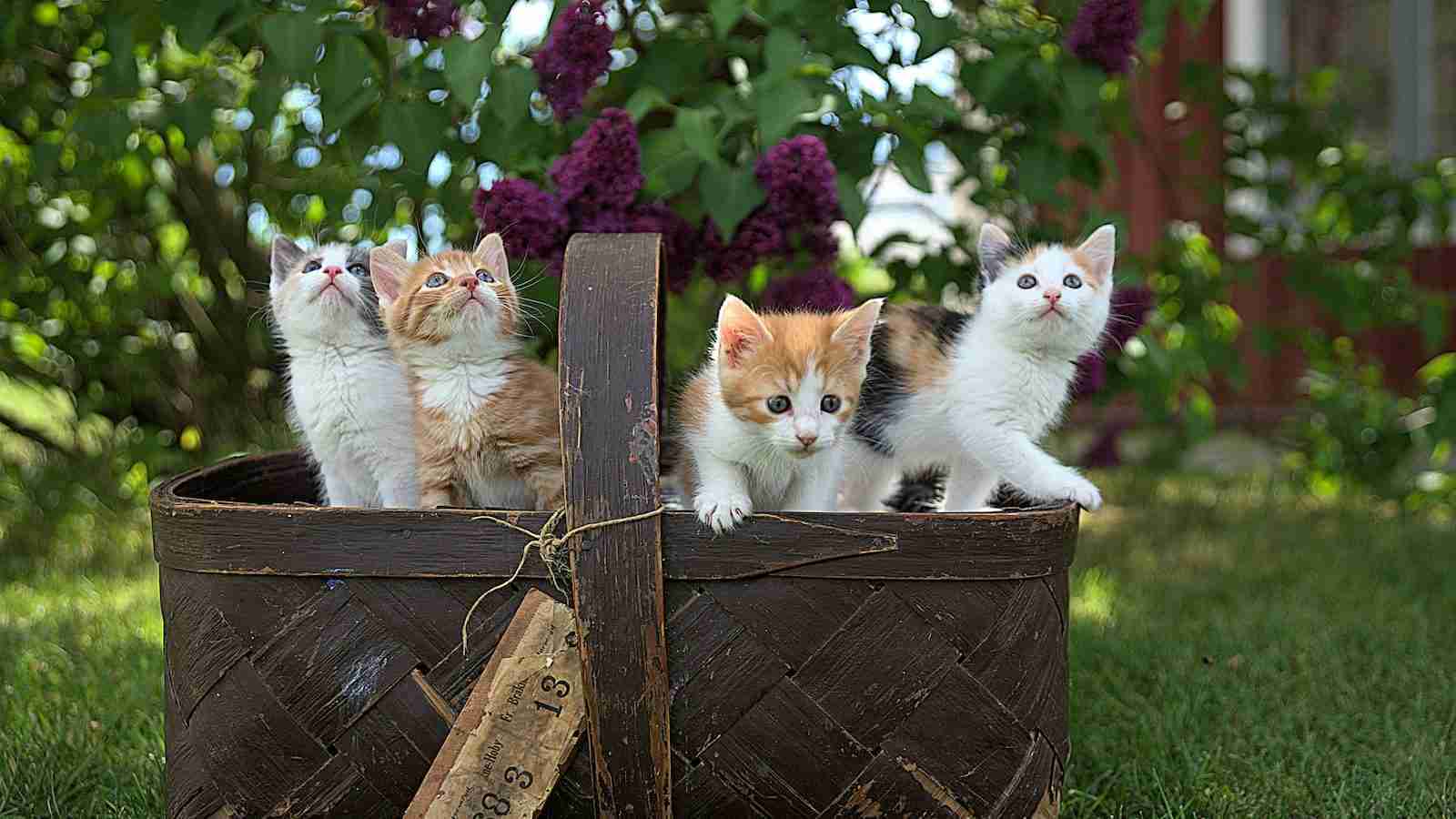 four assorted-color tabby kittens on brown basket