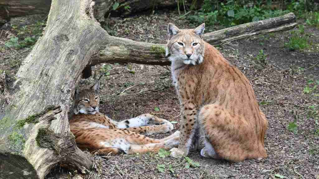 Bobcat