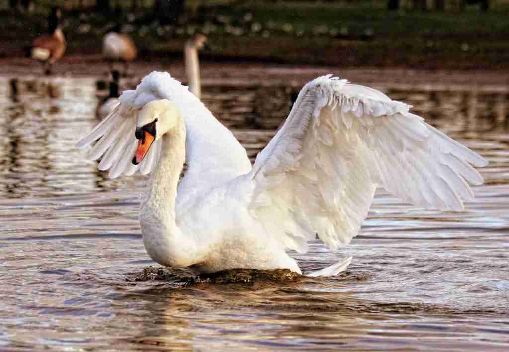 SWAN