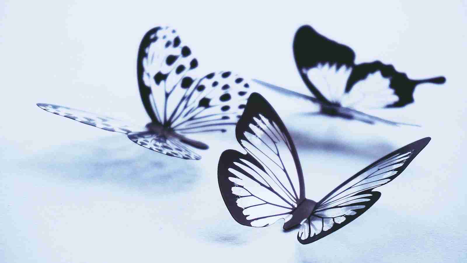 Butterflies