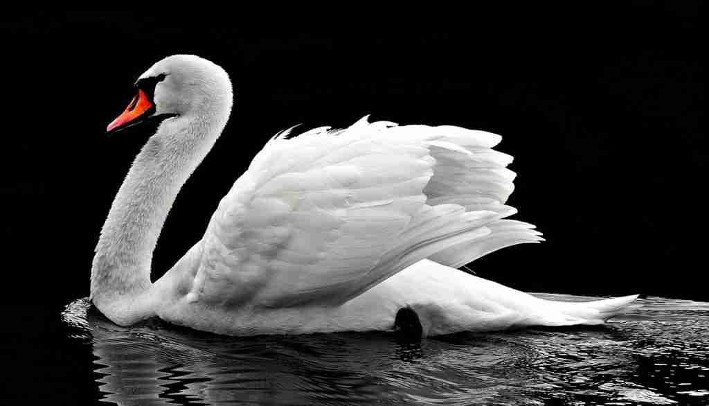 Beautiful swan