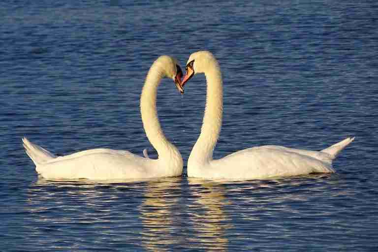 swans