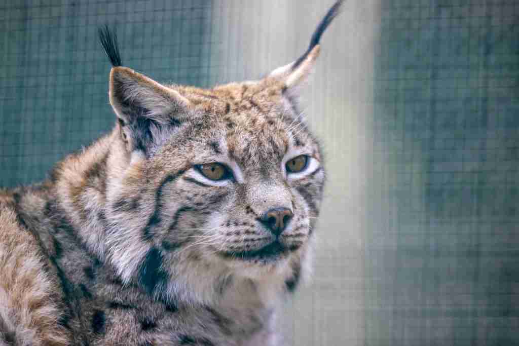 Bobcat
