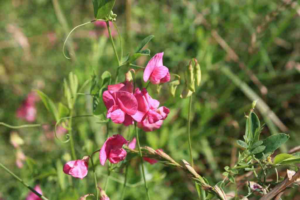  sweet pea flower