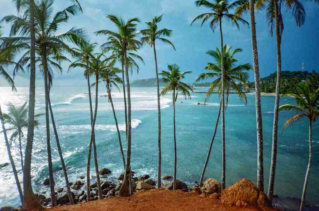 Coconut trees stand proudly against the backdrop of a beautiful beach with rolling waves, offering a picturesque scene that perfectly captures the essence of fun facts about coconuts.
