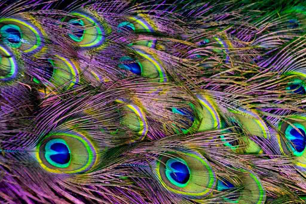 Green, Purple, and Blue Peacock Feather Digital Wallpaper