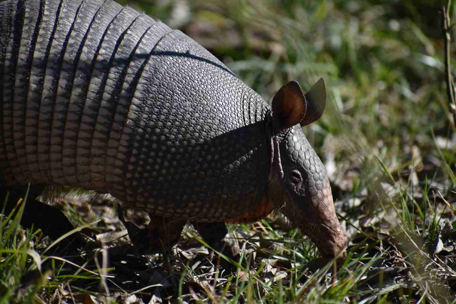 Armadillo