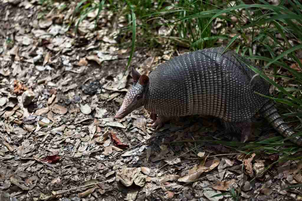 Armadillo