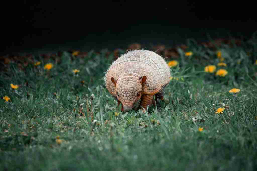 armadillo