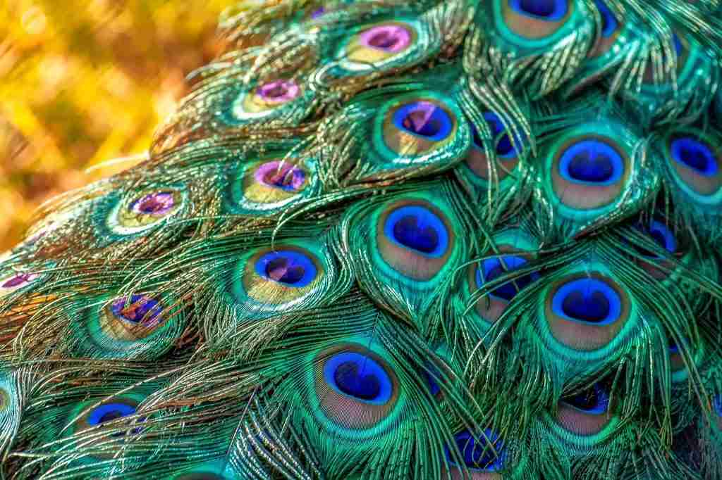 peacock, peacock feathers, plumage