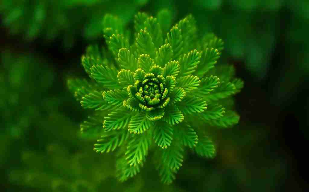 A glowing green flower. Fun facts about the color green.