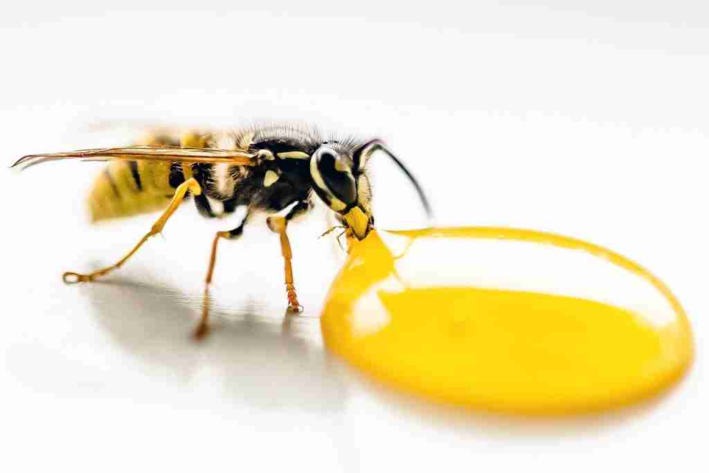 wasp, drinking, lemon juice