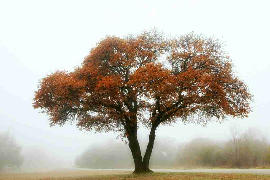 oak tree
