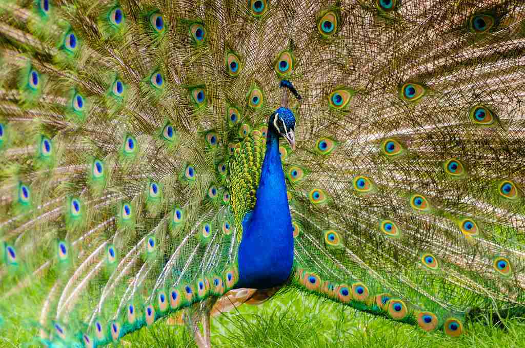 Peacock