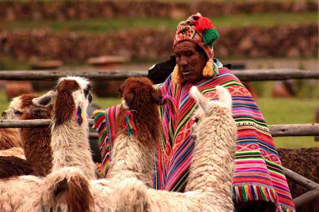 peru, llama, animals