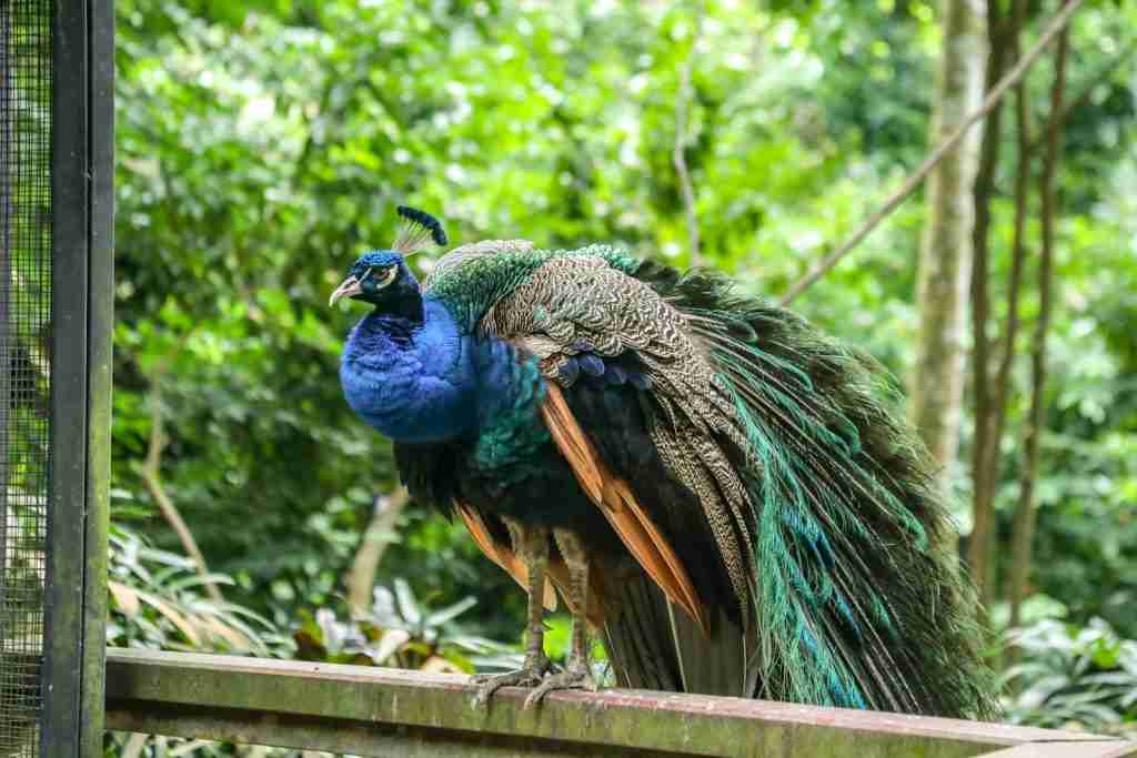 blue peacock