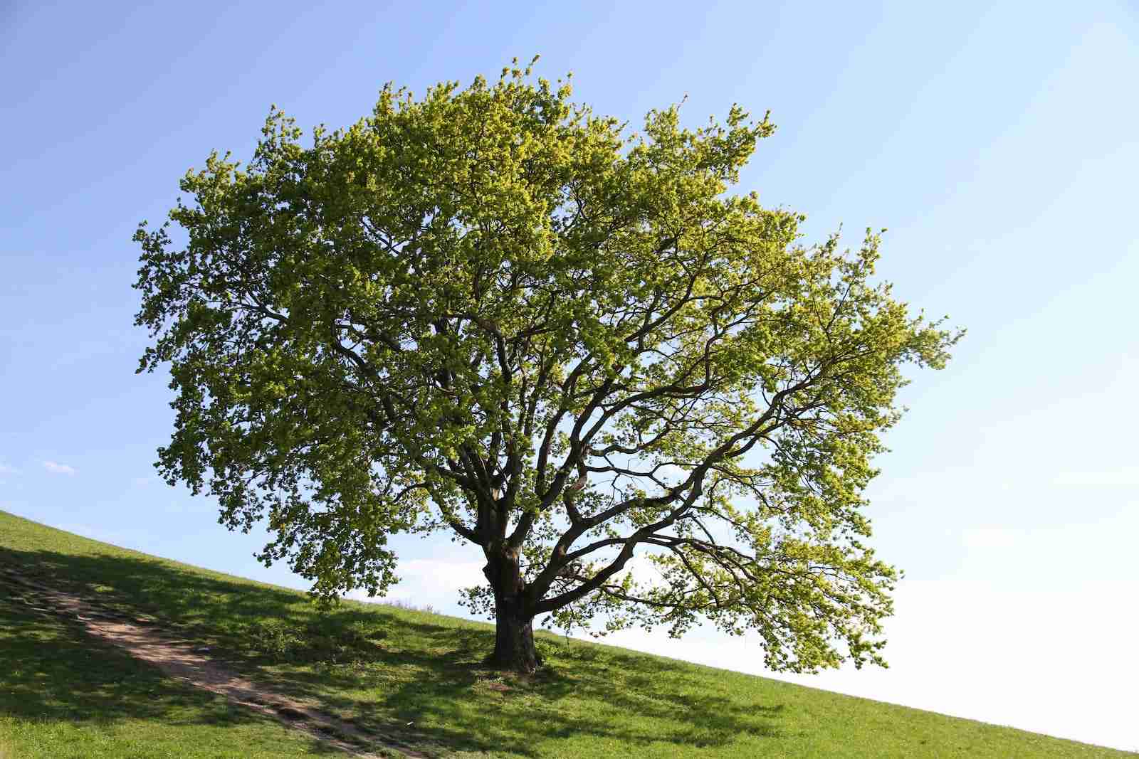 oak trees