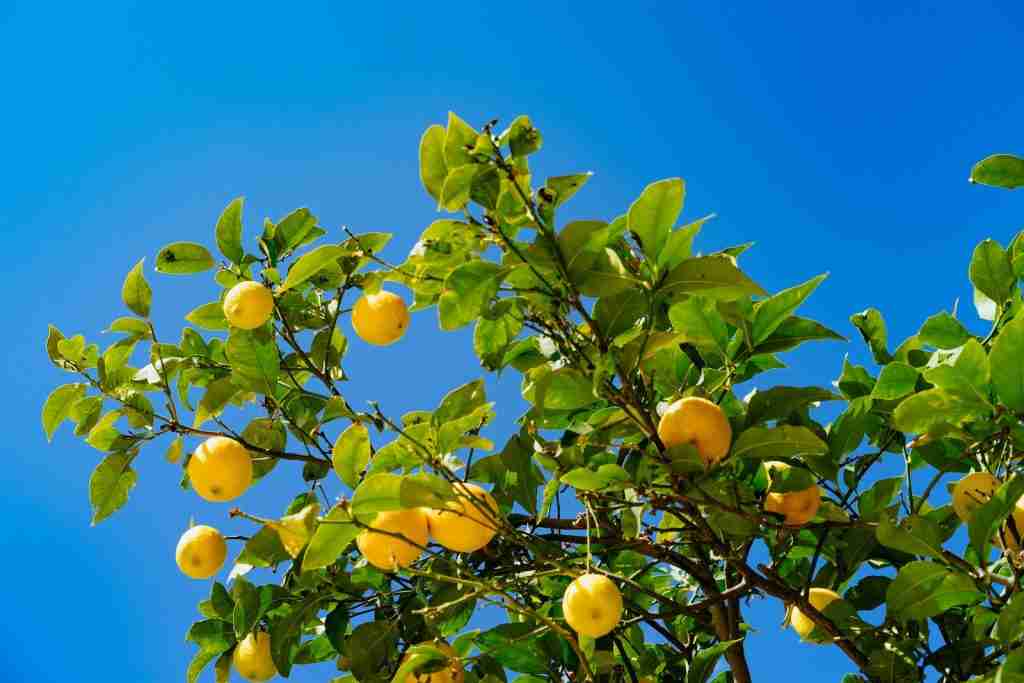 Sunny citrus under a bright sky. Dive in for refreshing  fun facts about lemons.