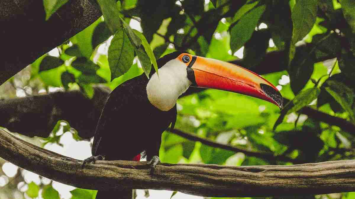 Toucan