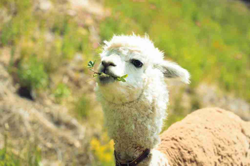 white and brown Llamas on green grass during daytime