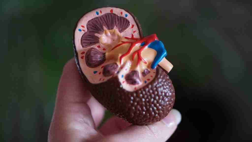 brown kidney decor