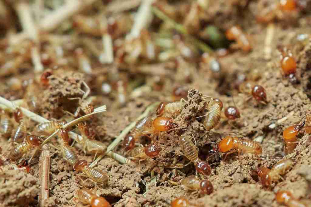 facts about termites, how winged termites form colonies.