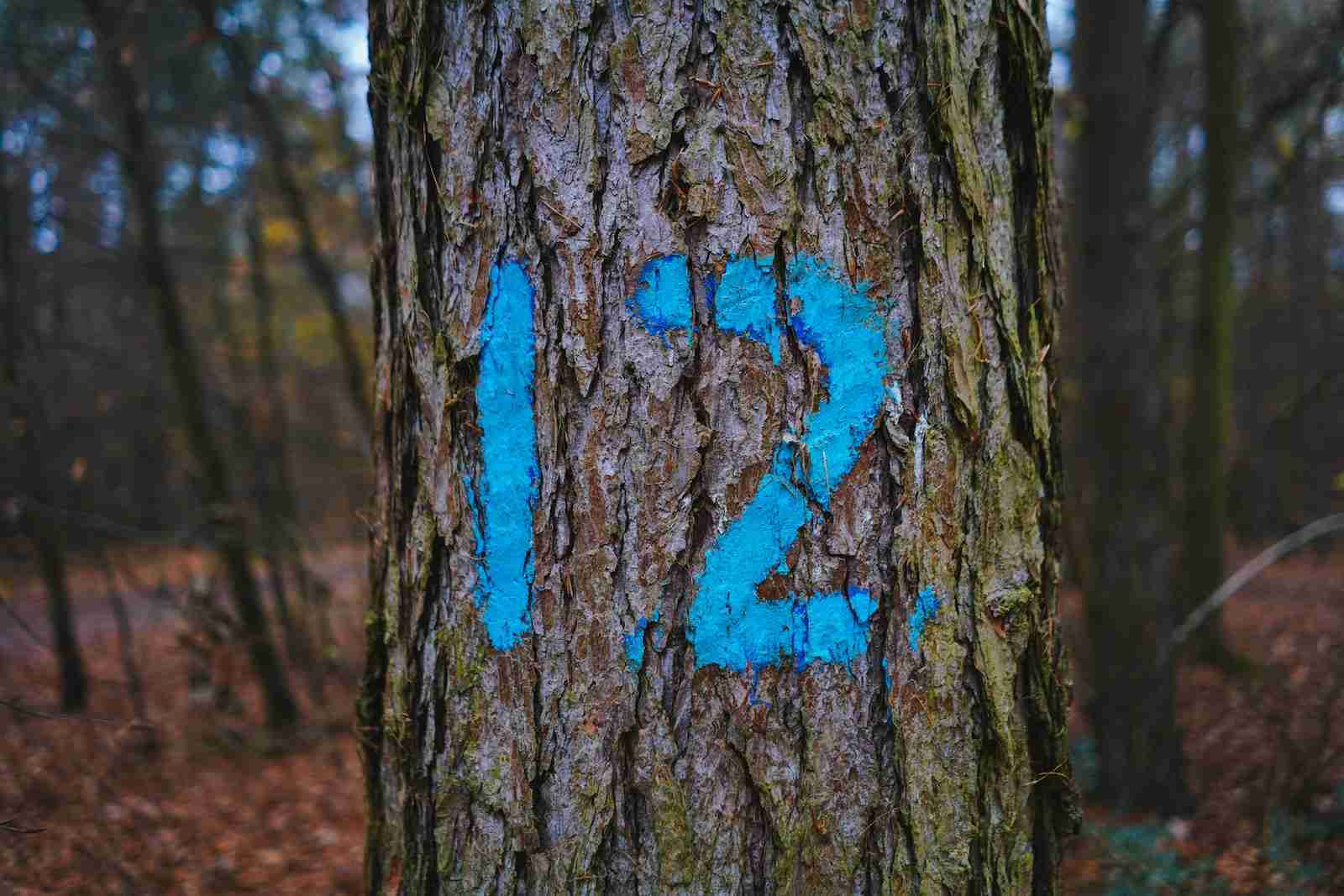 blue and black tree trunk