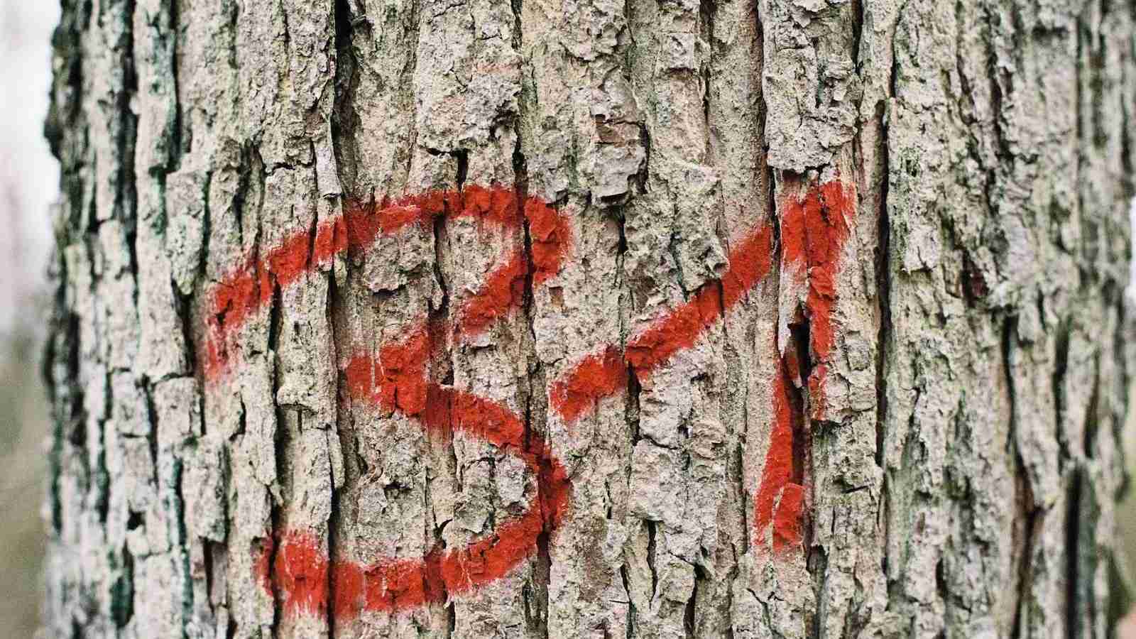 number 31 on tree trunk