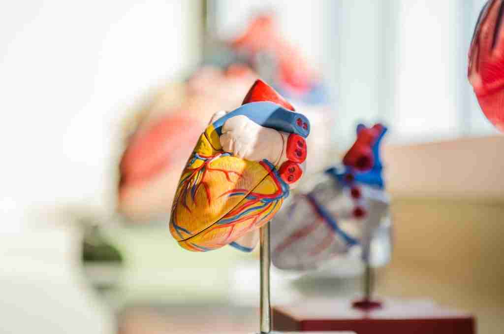 Image of heart : fun facts about number 23