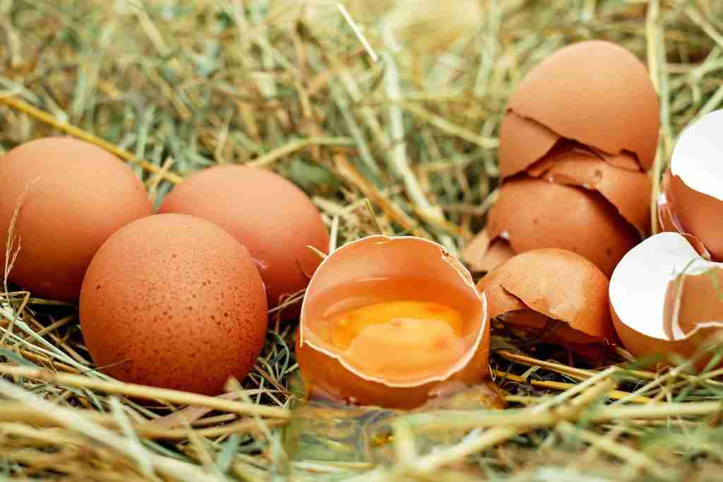 eggs are great source of protein. just another fact about protein.